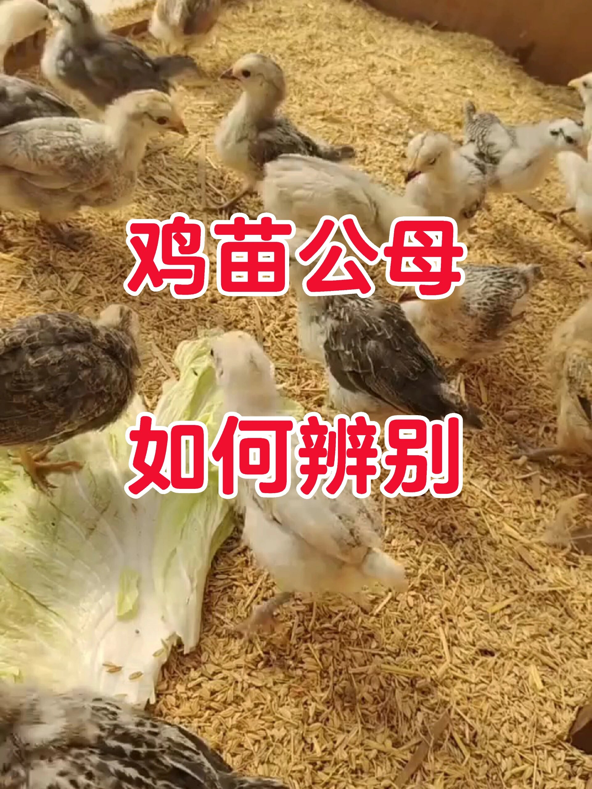 鸡苗公母如何辨别