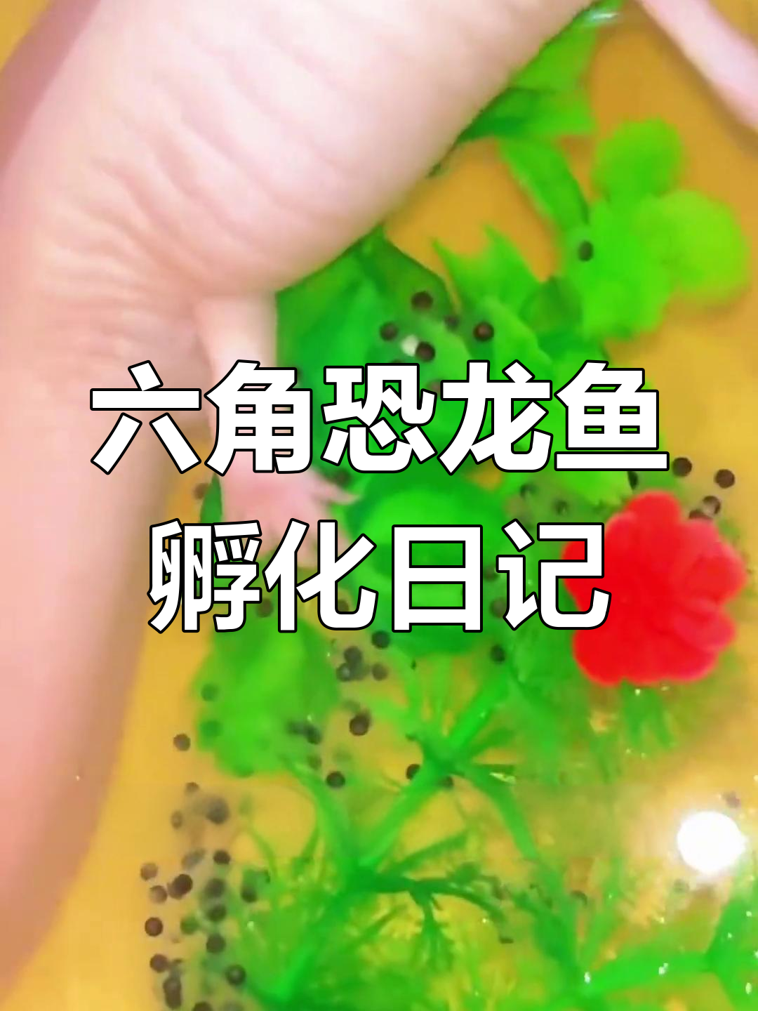 六角恐龙鱼孵化全过程,见证生命奇迹
