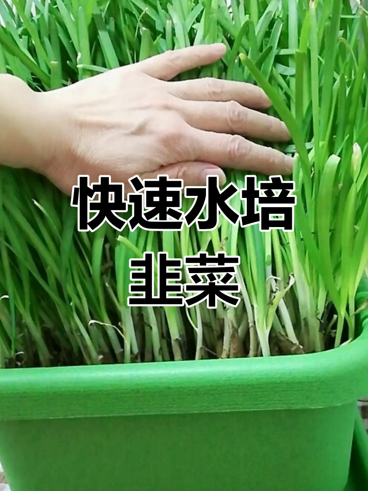 水培韭菜轻松学,三天就能长出来!