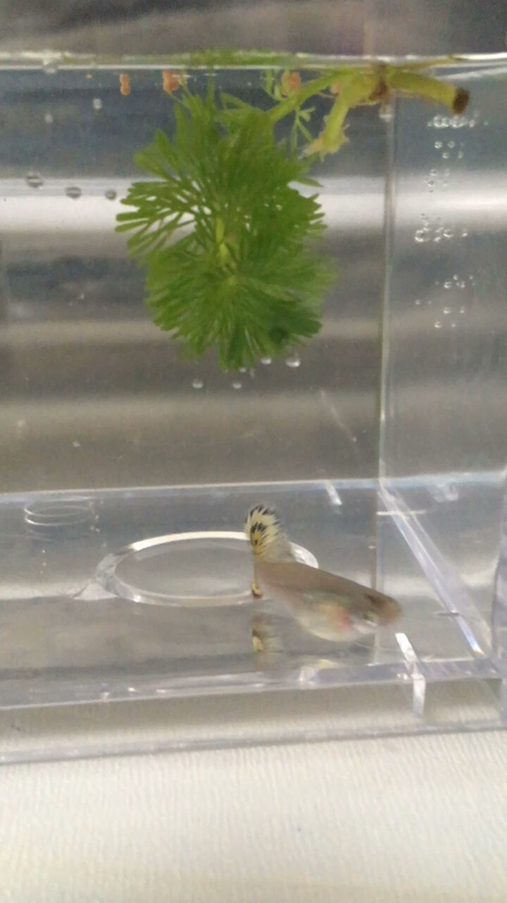 孔雀鱼多久下崽