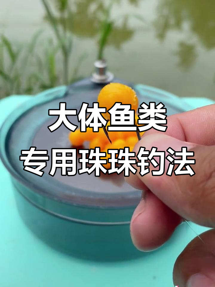 珠珠反底钓法揭秘，大个体青鱼草鲤必备技巧