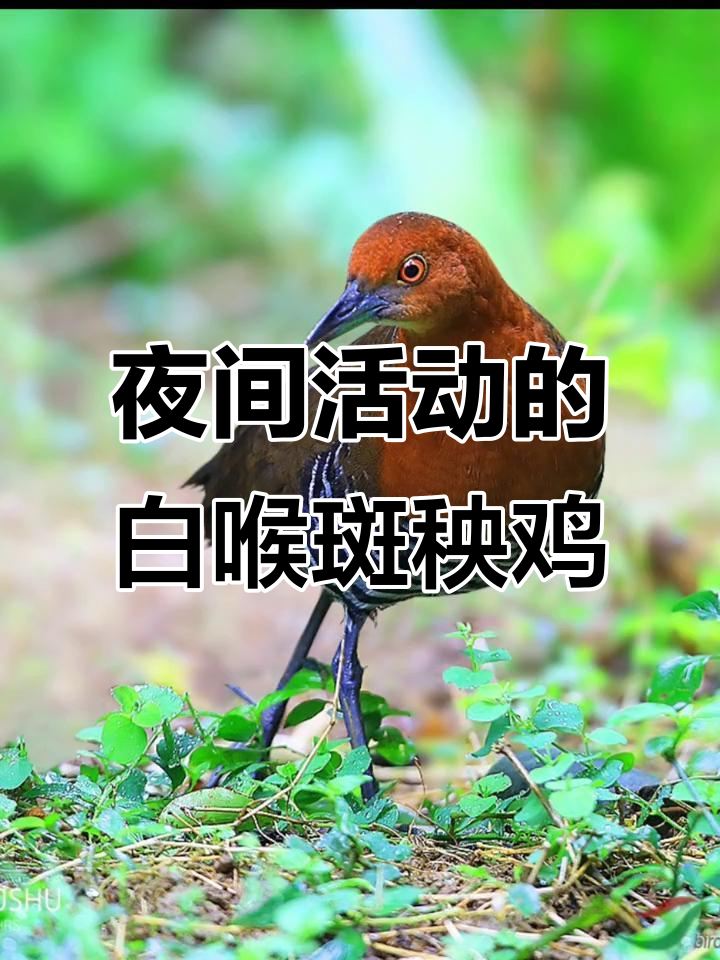 白喉斑秧鸡,夜行性鸟类,以昆虫和植物为食