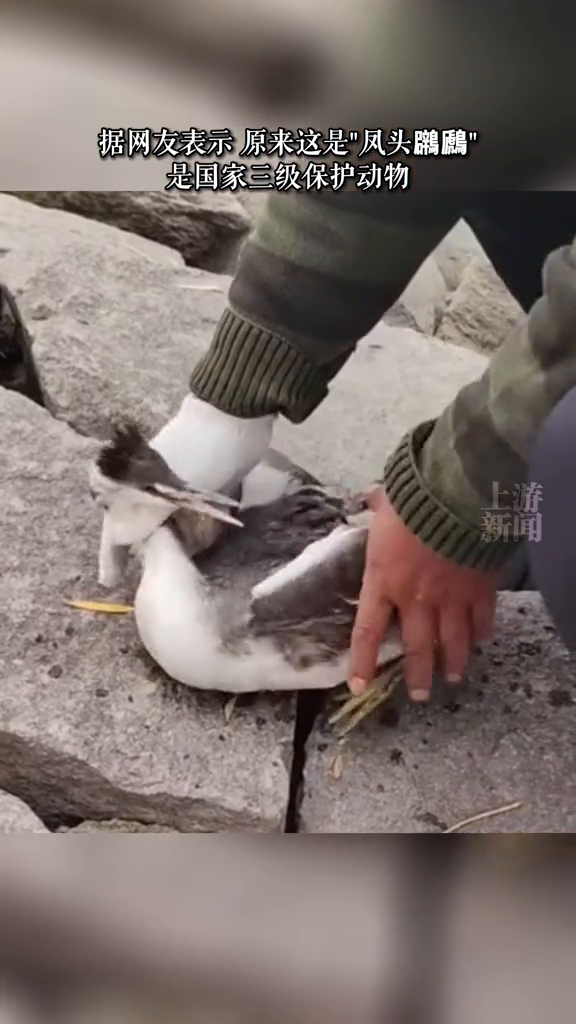 男子钓鱼钩到凤头鸊鷉 靠近咬人野性十足,网友:幸好放生了