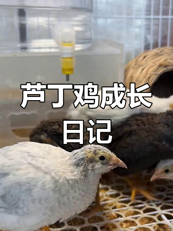 芦丁鸡不同生长阶段的变化记录