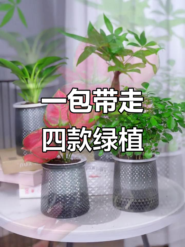 绿植4件套,一次搞定!吉利红、发财树等全带回家