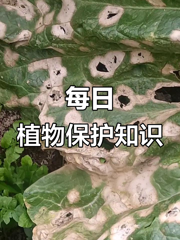 农业植保小知识,每天分享种植技巧