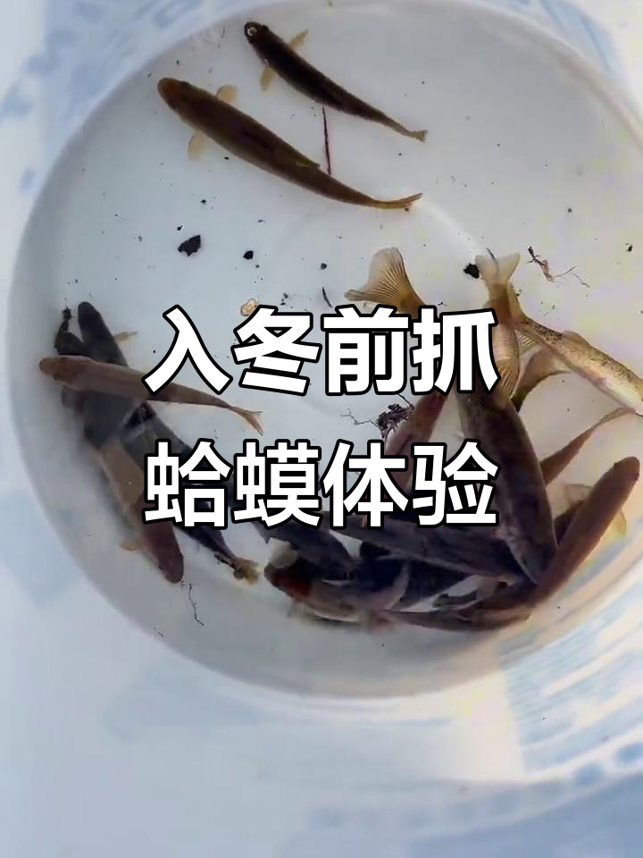 东北冬季抓灵蛙与捕鱼的乐趣,看看能收获多少!