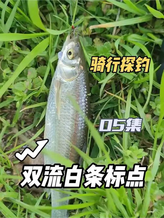 在双流你都想不到白条鱼有这么多,又是一个微物路亚的好地方 骑行探钓真不错,发现了开车看不到