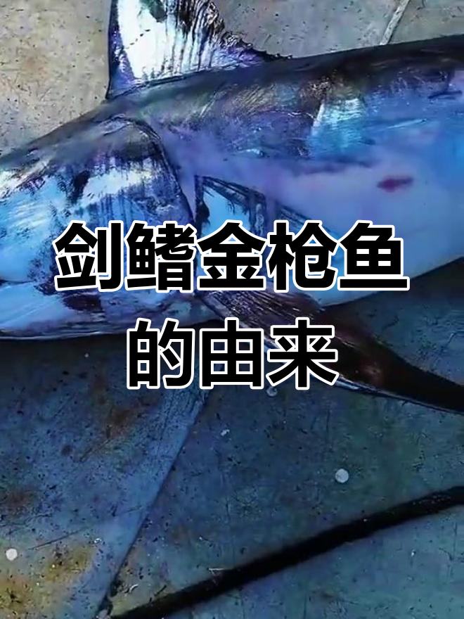 剑鳍金枪鱼:嘴部如剑而得名