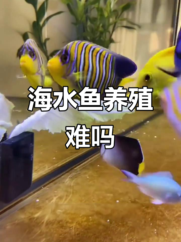 海水鱼饲养难度大揭秘:吊类性格与养护技巧