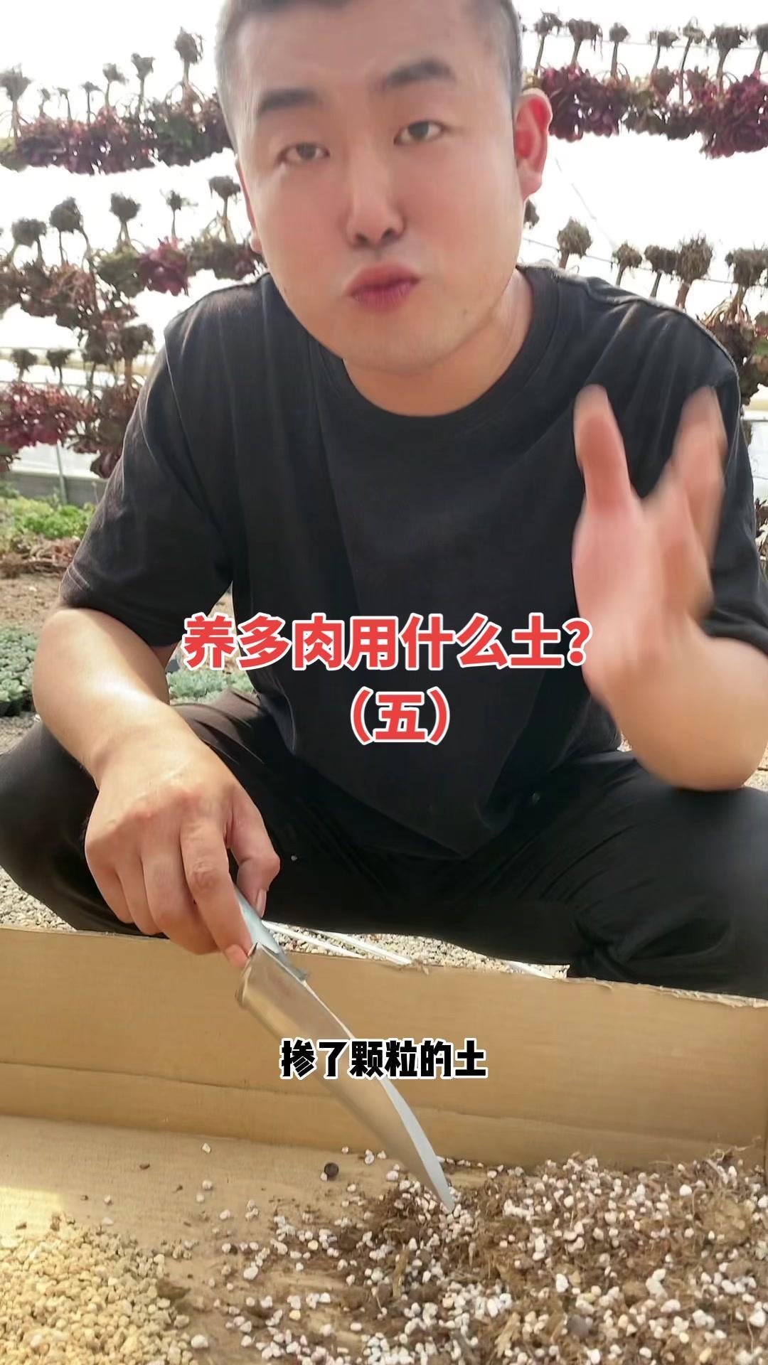 养多肉用什么土?多肉植物 花卉绿植 多肉养护
