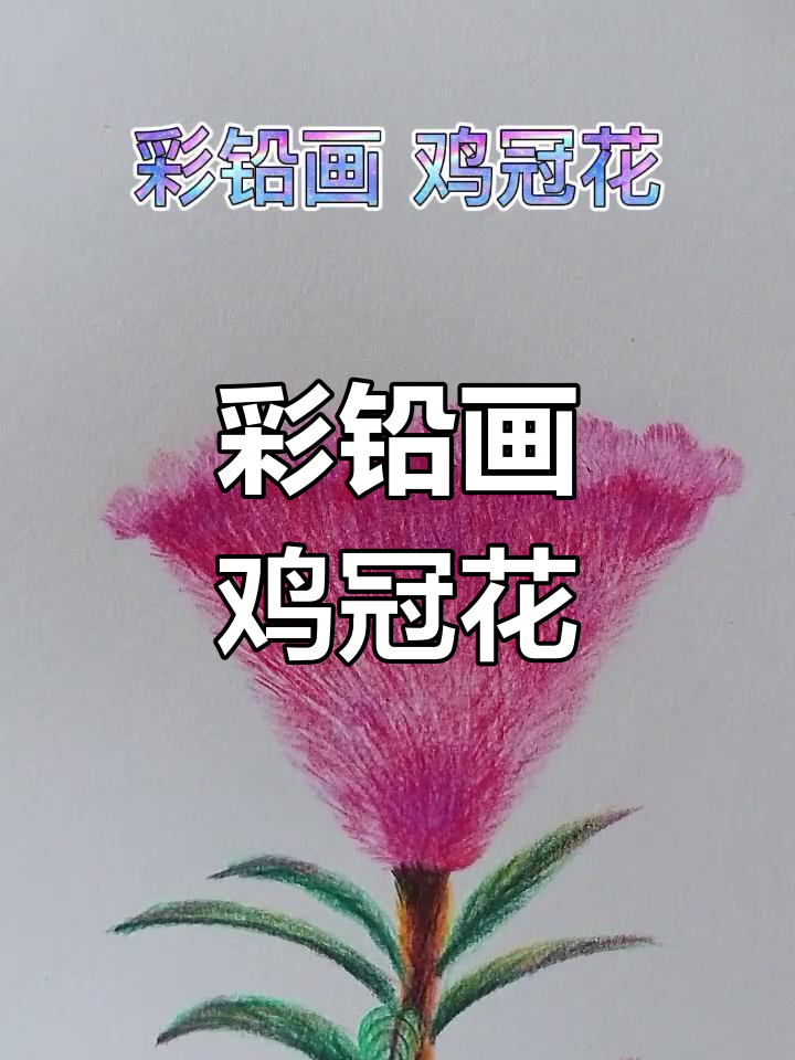 彩铅画鸡冠花技巧,轻松掌握花卉绘制