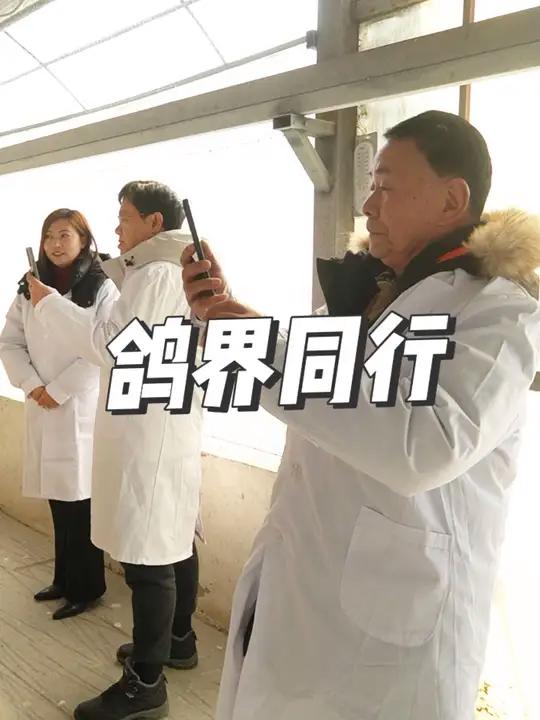鸽界同行到天成鸽业肉鸽养殖基地参观交流