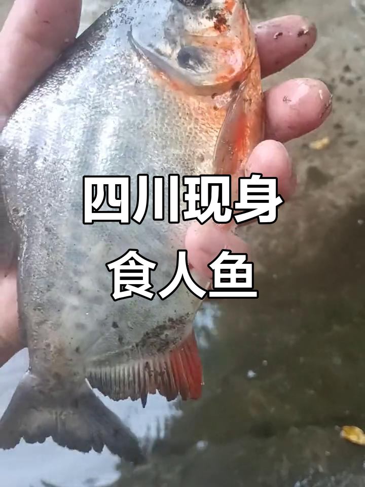 四川发现食人鱼,究竟是谁带来的“灾难”?