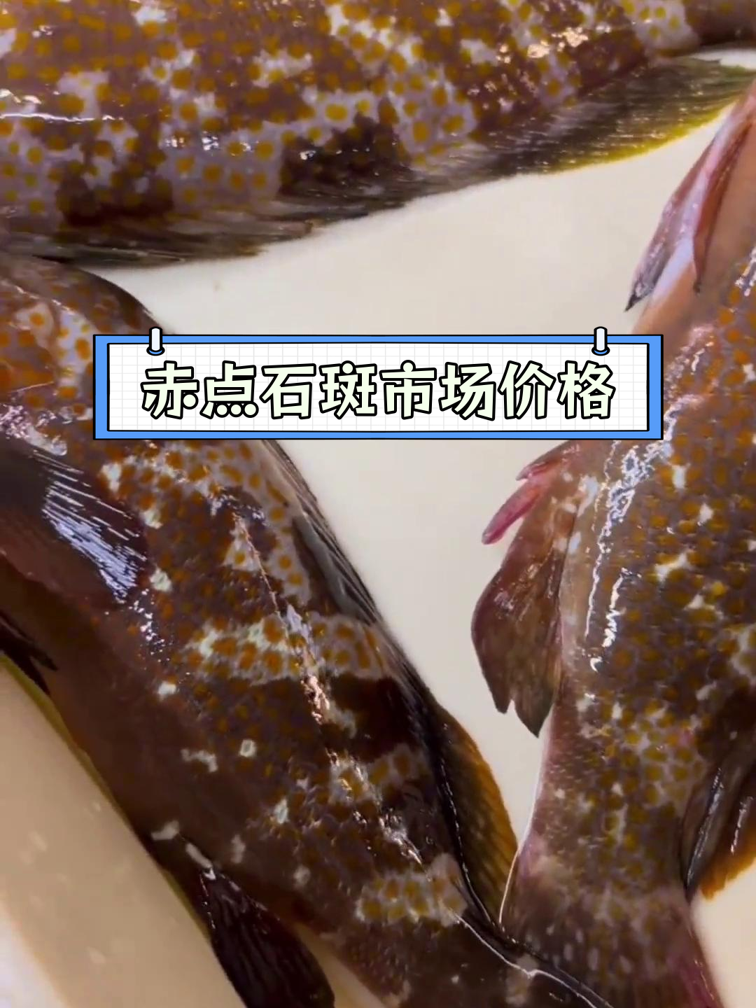 海红斑:南海贵价海鱼品种