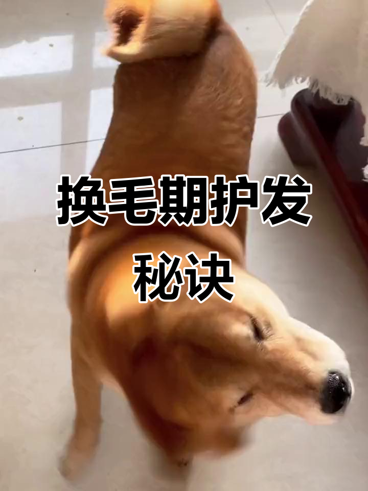 春天换毛季,鱼油天天吃,帮助毛发健康生长