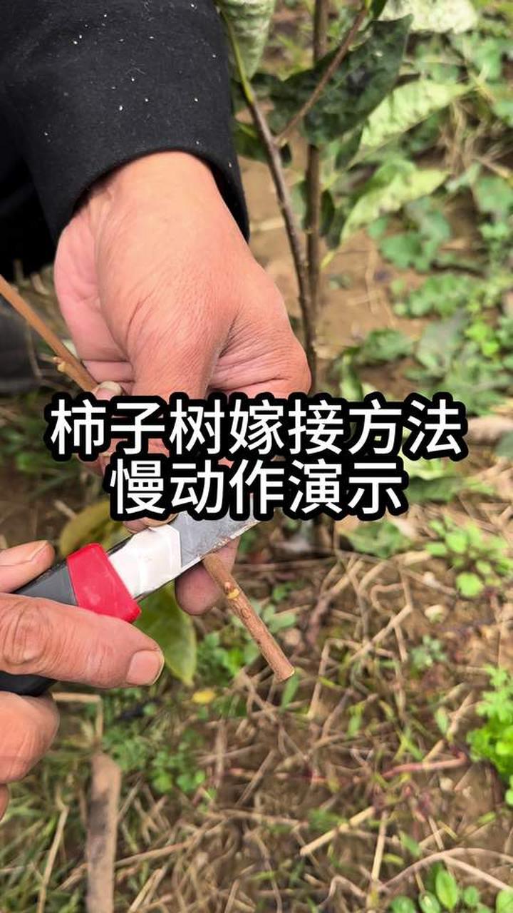 柿子树嫁接方法及演示