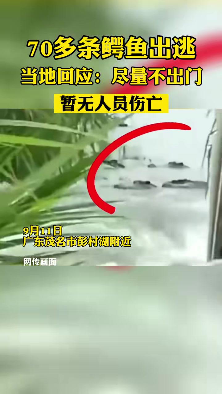 据海报新闻报道,9月11日,广东省茂名市彭村湖附近,一 鳄鱼养殖场70余条 鳄鱼出逃。茂南