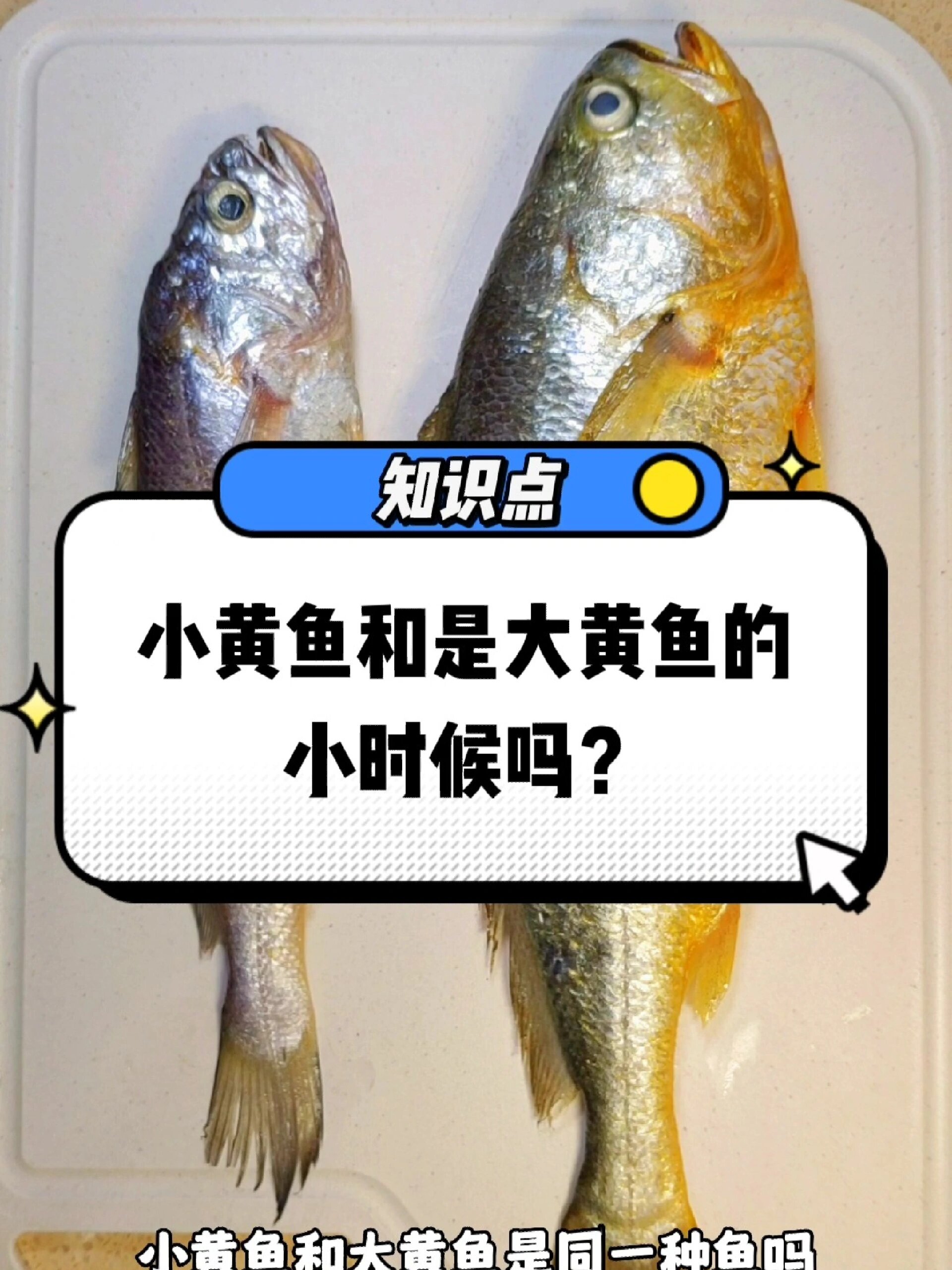 大黄鱼和小黄鱼的区别?野生和养殖的怎么分
