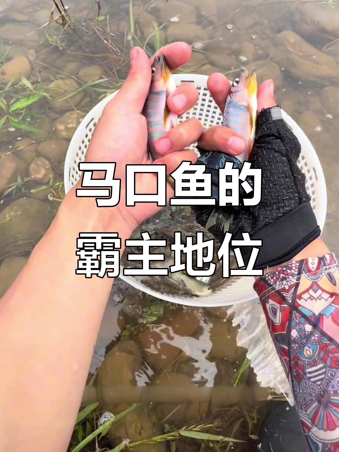 溪边资源丰富,马口鱼堪称无敌,朋友家门口独占鳌头