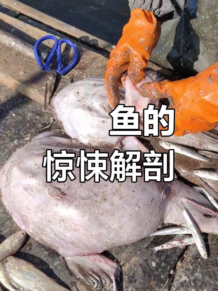 鮟鱇鱼开盲盒,肚子里全是小杂鱼和寄生虫