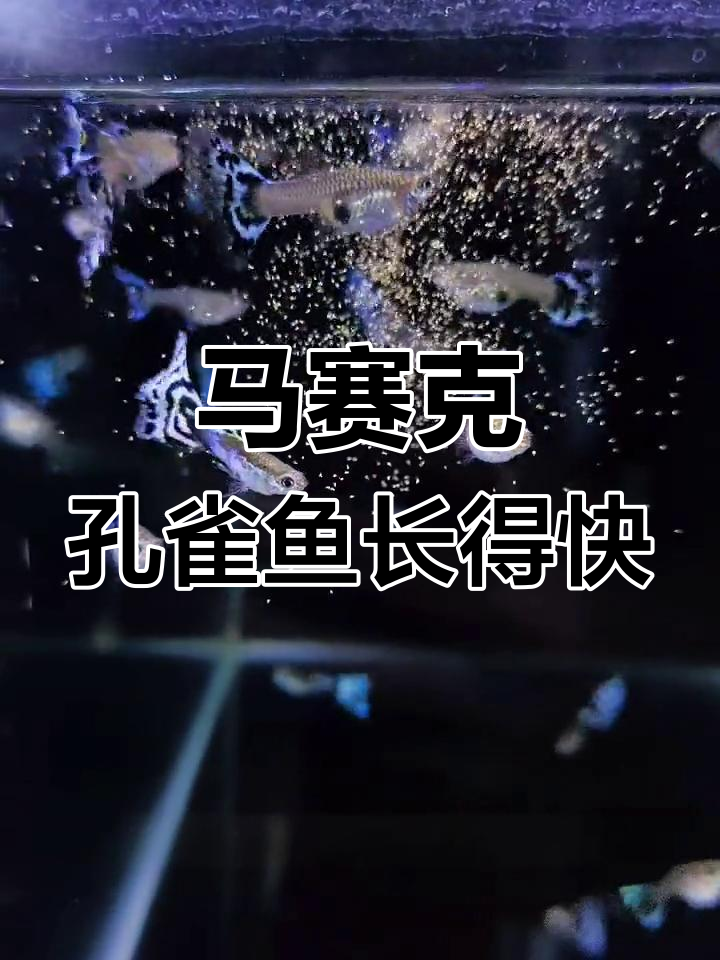 蓝马赛克孔雀鱼快速成长秘诀：丰年虾+干饲料喂养法