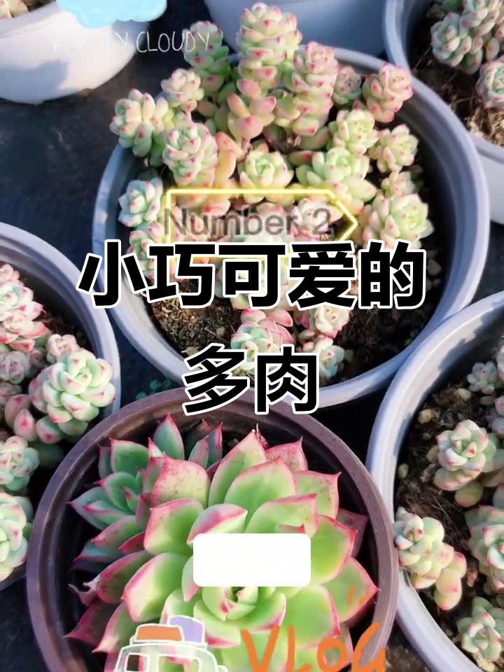 焦糖精灵:超萌多肉植物,种植基地揭秘