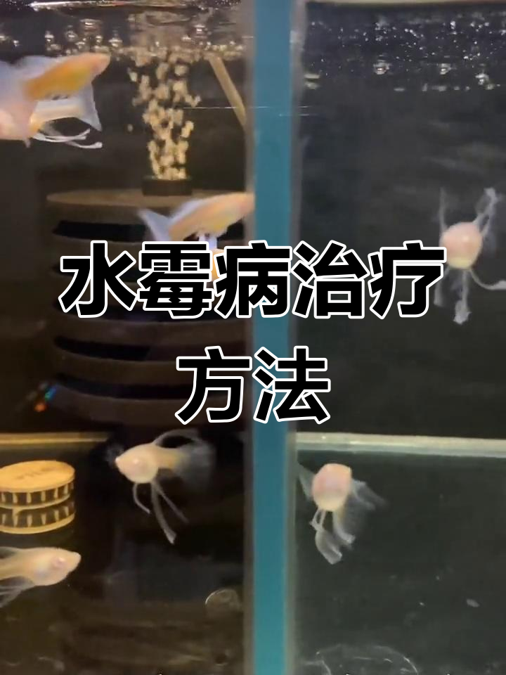 孔雀鱼水霉病治疗全攻略,轻松解决白毛病问题