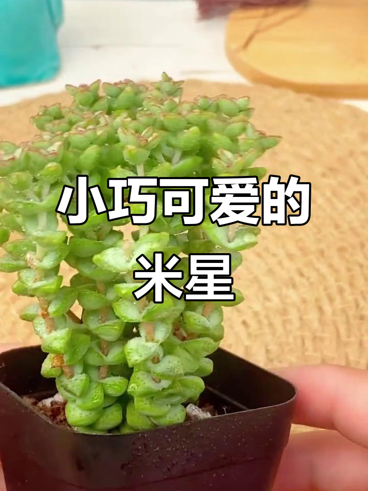 小米星多肉植物，像钱串一样可爱