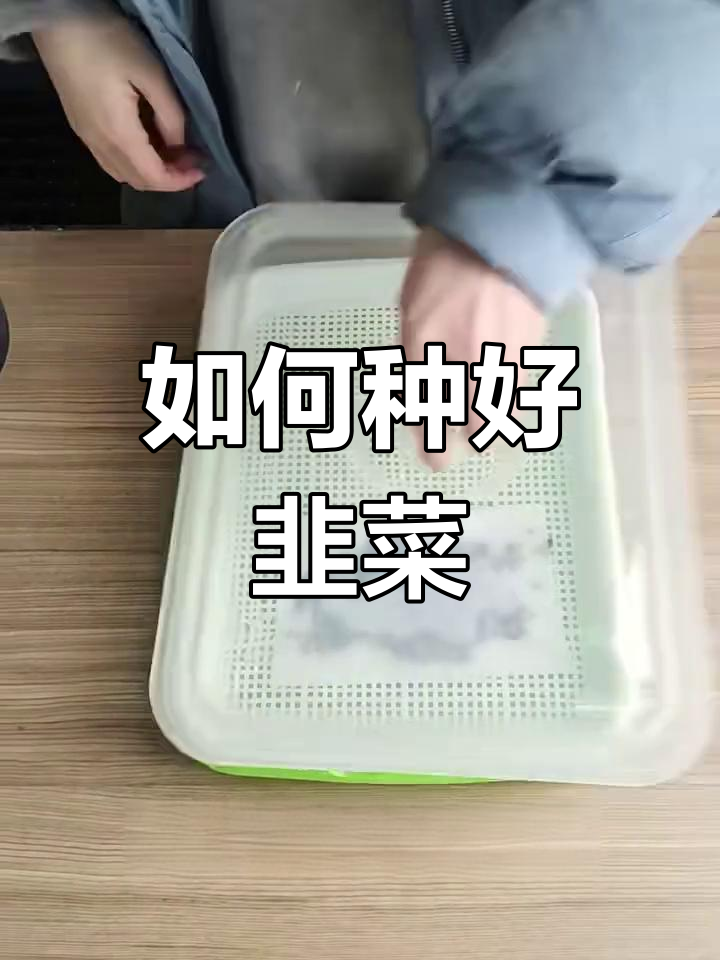 韭菜种子催芽技巧,掌握这几招让棵棵长得更粗壮