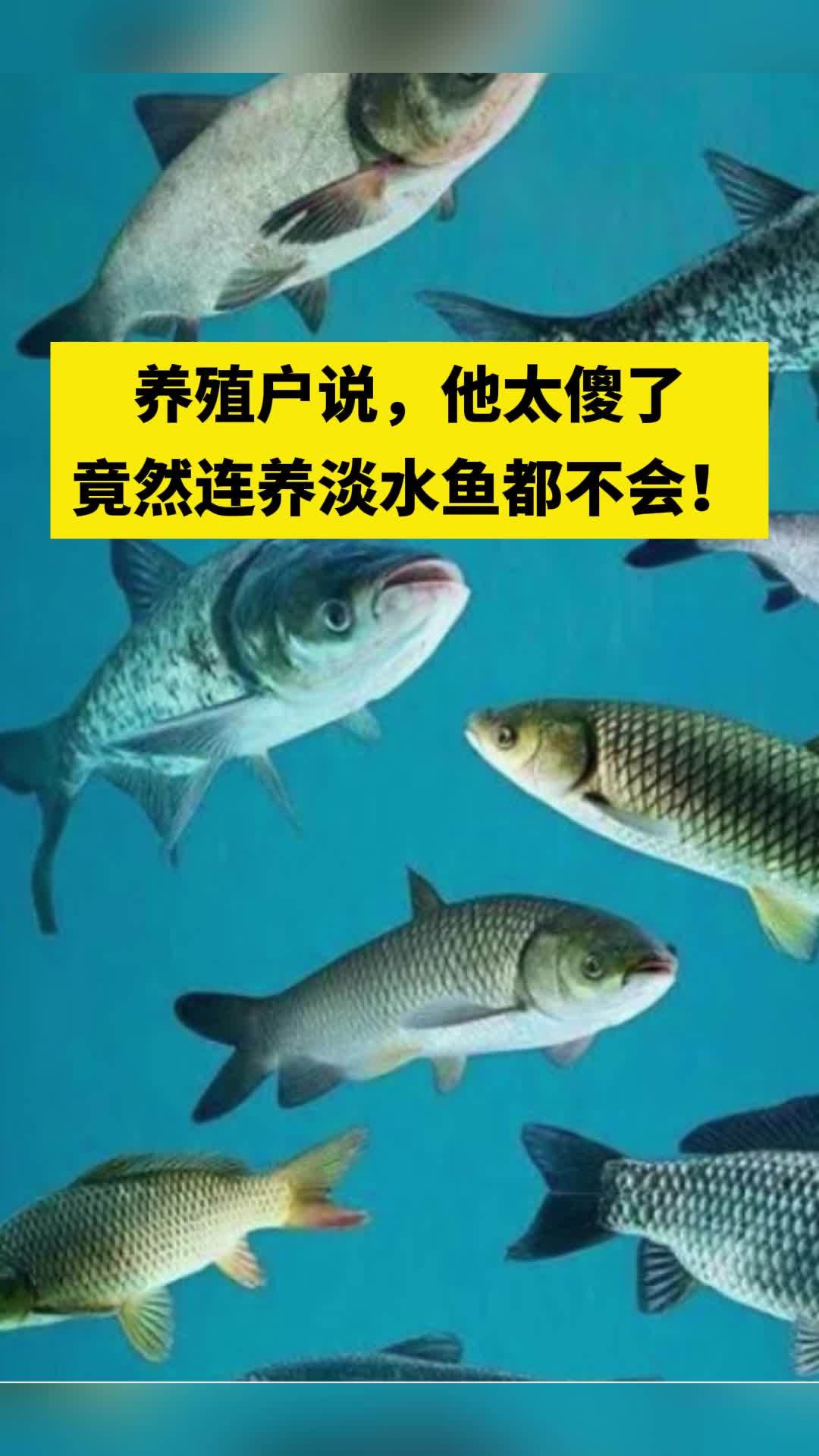 养殖户说,他太傻了,竟然会连养淡水鱼都不会!养鱼小知识 水产养殖 淡水鱼