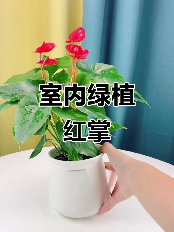 红掌:寓意鸿运当头,卧室放一盆空气净化又助眠