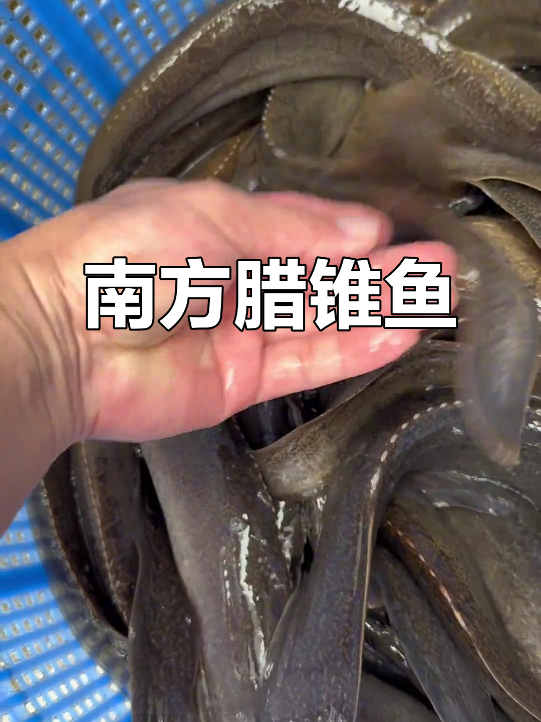 南方独特刺鳅,背上有钩刺小心玩耍