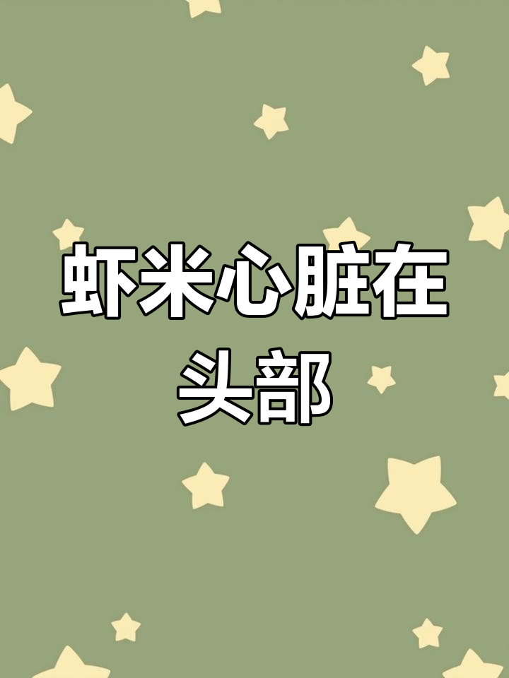 虾米的心脏竟然藏在脑袋里,揭秘奇特生理结构