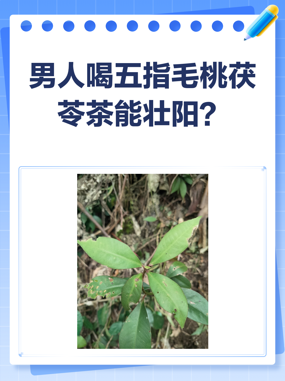 五指毛桃茯苓茶,男人的“性福”茶?