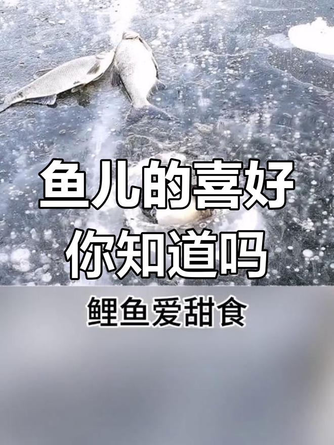 各种鱼儿喜欢的饵料大揭秘,钓鱼必备技巧