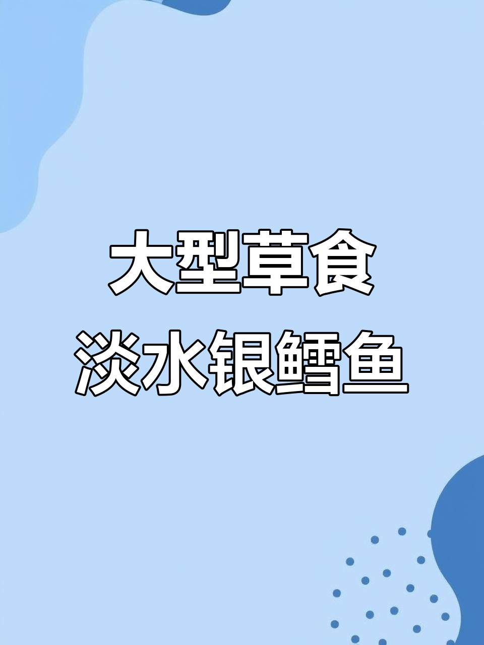 淡水银鳕鱼:草食巨型美味,养殖轻松又高效