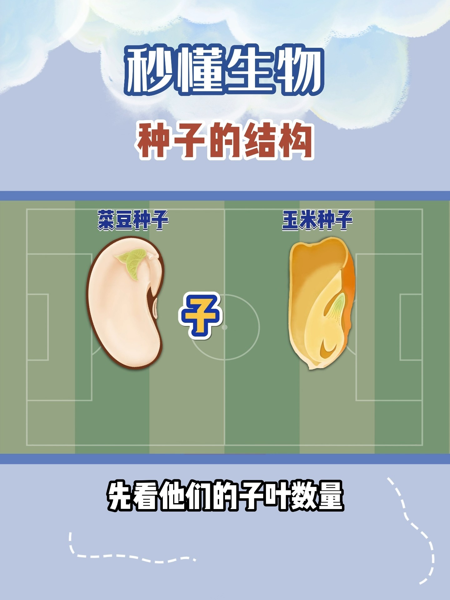 种子的结构