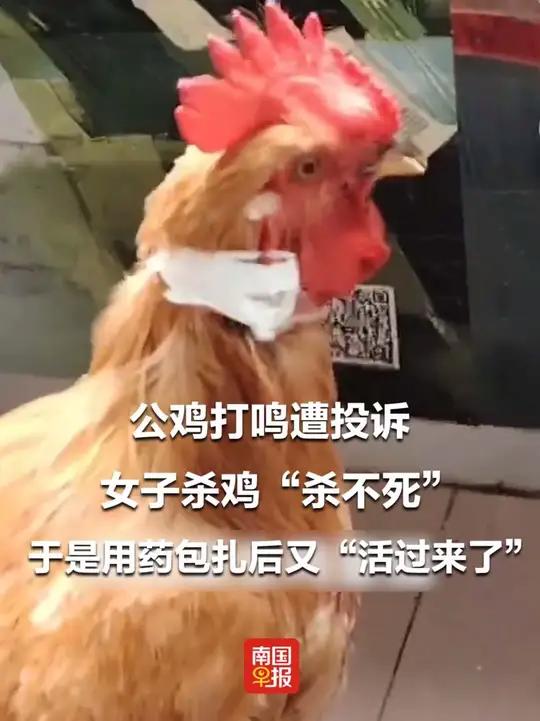 公鸡打鸣遭投诉,女子杀鸡“杀不死”,于是用药包扎后又“活过来了”