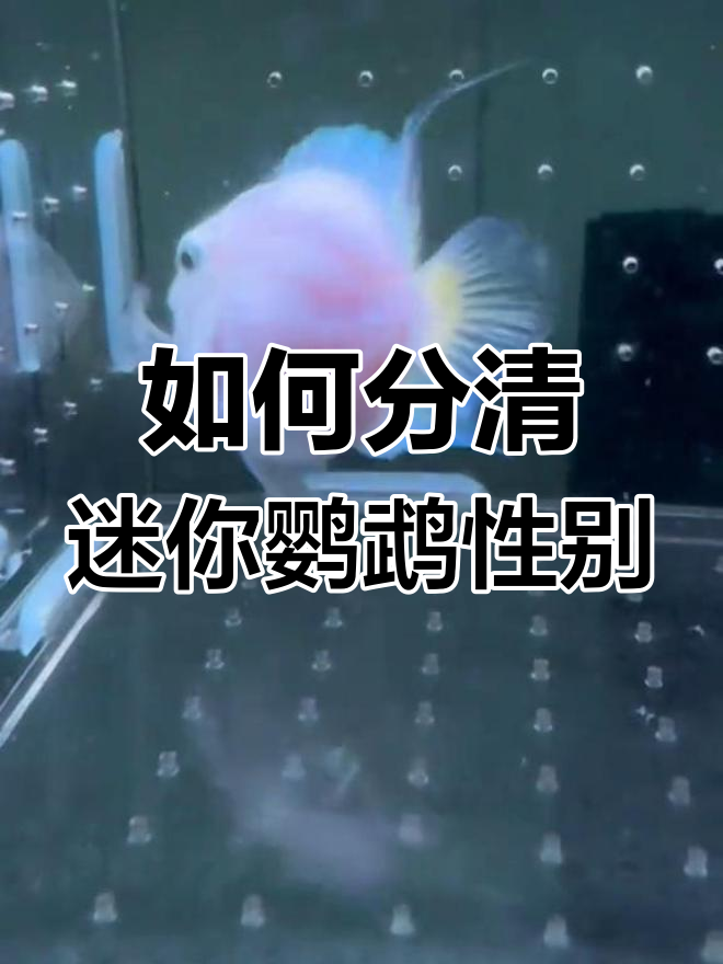 迷你鹦鹉鱼公母辨别全攻略