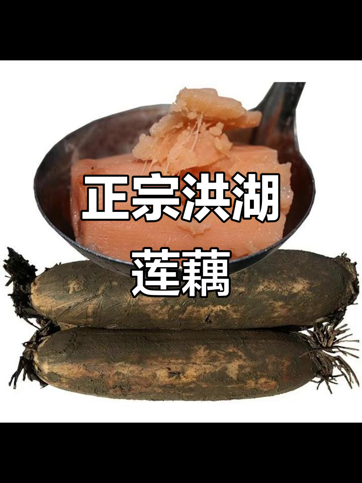 洪湖莲藕新鲜煲汤,粉糯红藕湖北特产蔬菜