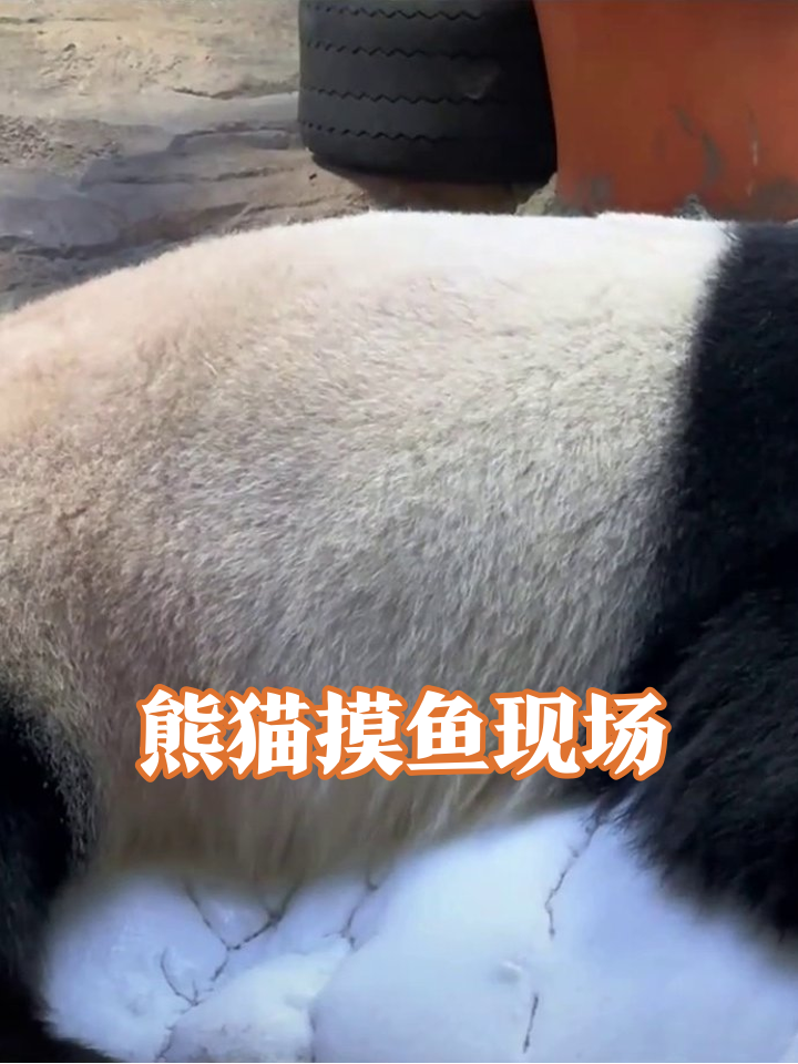 熊猫躺平蘑菇房,这摸鱼姿势像极了周五的我