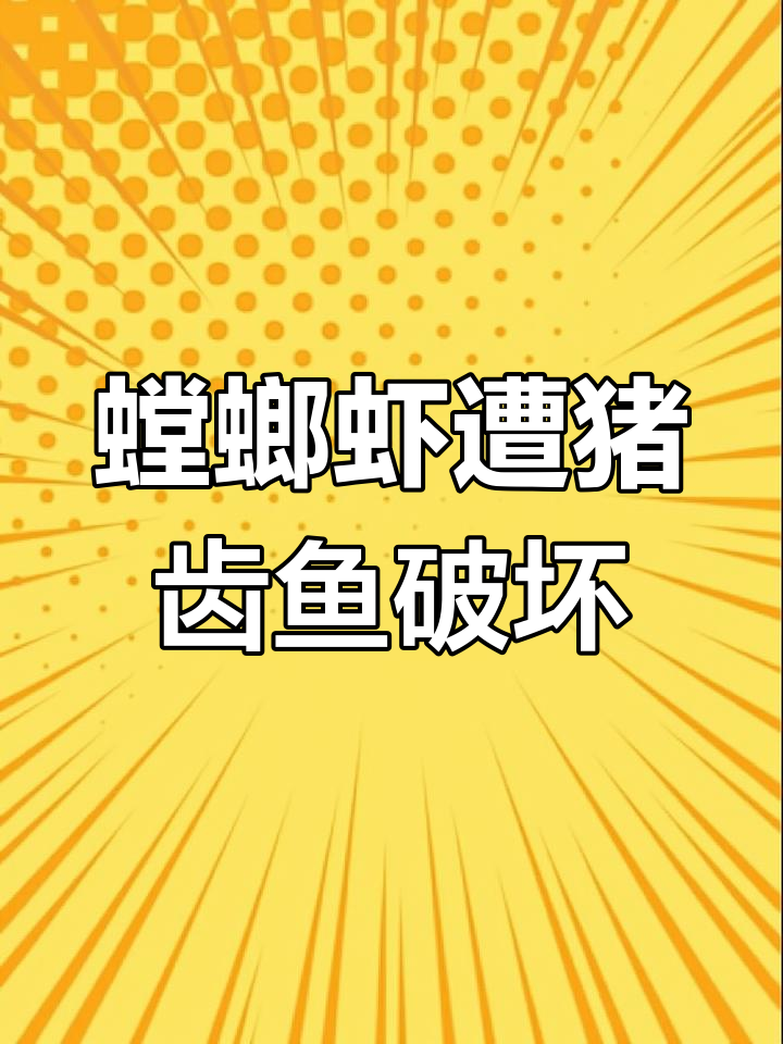 凤尾螳螂虾遇猪齿鱼,新房被毁无奈“吃瘪”