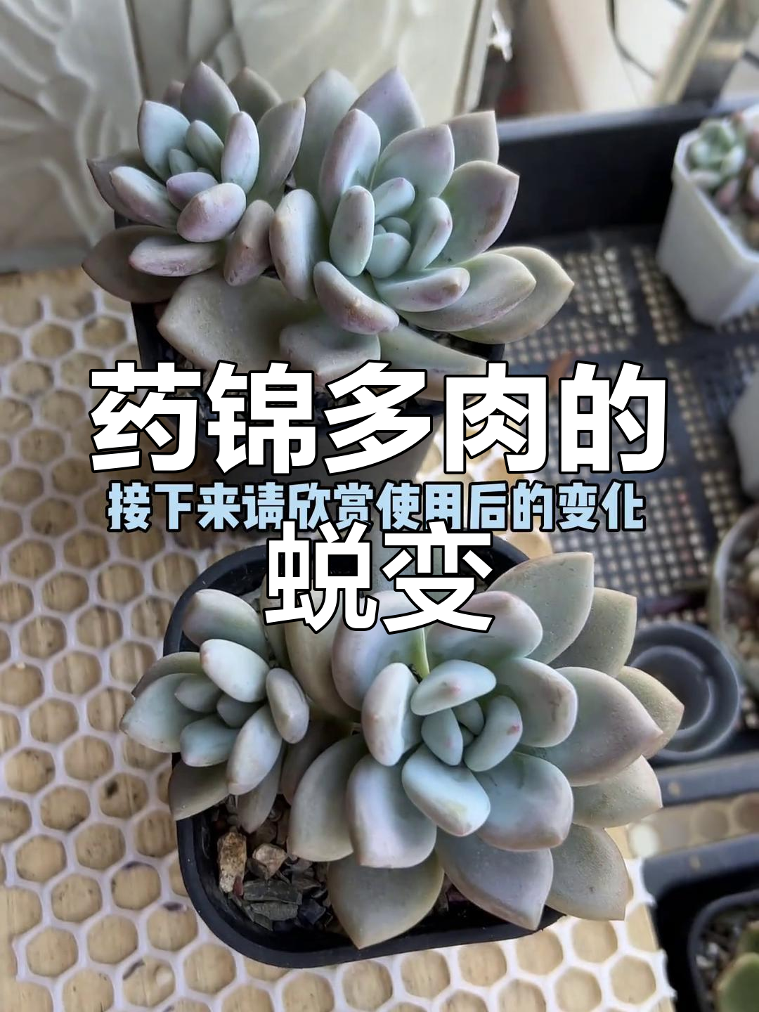 药锦多肉的变化过程:从脆弱到仙气飘飘