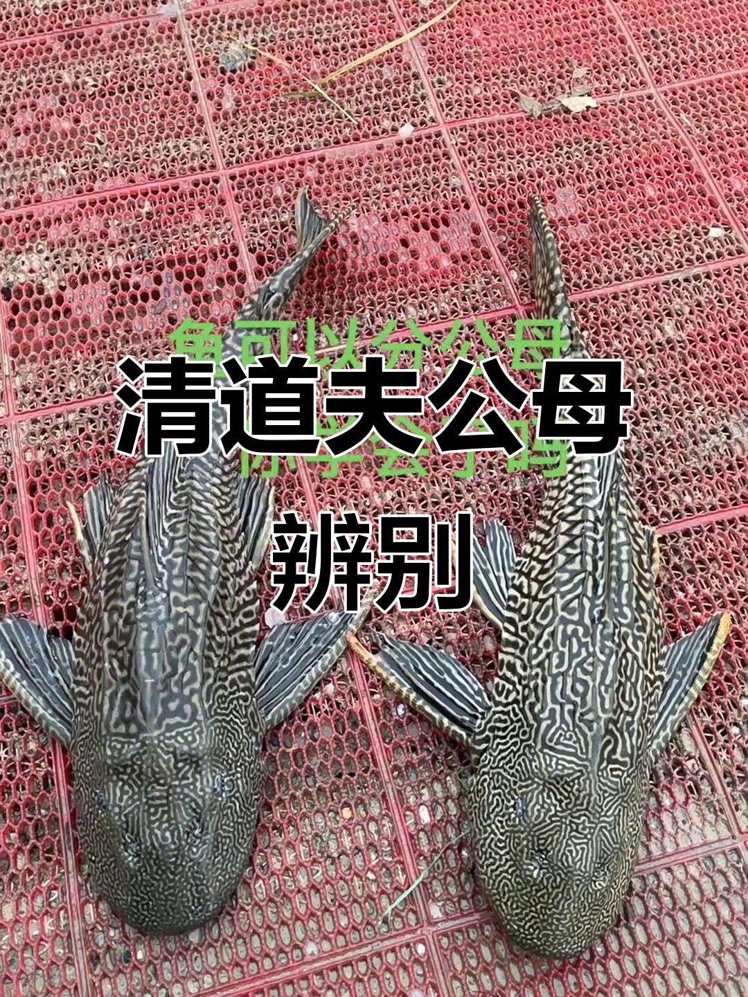 公母清道夫大揭秘,如何区分它们?