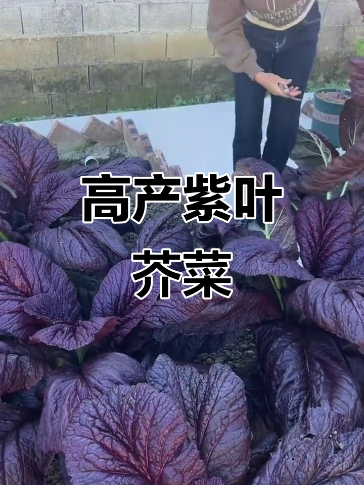 紫色大叶芥菜：营养丰富，四十天快速采收，高产耐寒蔬菜新选择