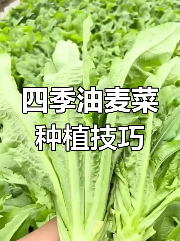 油麦菜四季都能种,阳台小院必备健康蔬菜