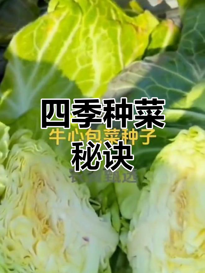牛心包菜种子,四季种植,露天栽培,轻松培育蔬菜秧苗
