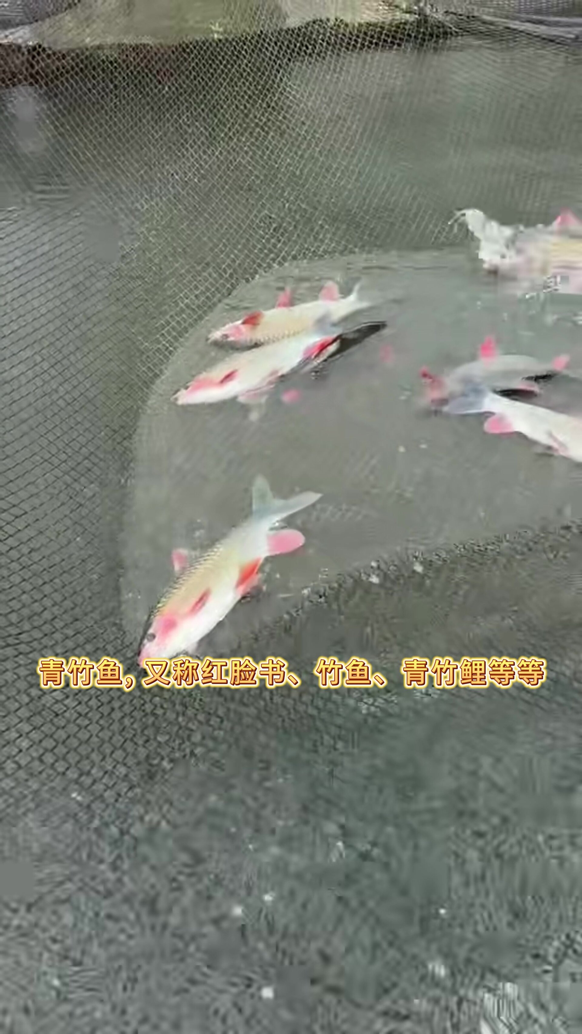 青竹鱼—颜值比军鱼还好看,又像鲤鱼的鱼类
