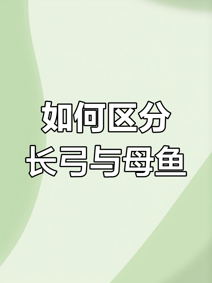 缎带孔雀鱼公母分辨技巧